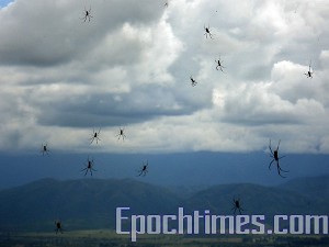 У провінції Сальта, Аргентина, пройшов дощ із павуків. Фото: Крістіан Онето Гаона/Велика Епоха