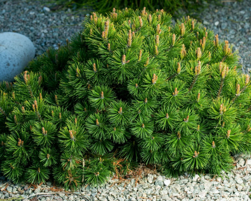 гірська сосна для живоплоту