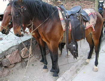 Лошади Серокауи: хорошо обученные лошади у водопада Серокауи Уикочи. Фото с сайтаtheepochtimes.com