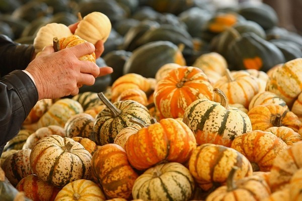 Фестиваль тыквы в Брэндоне, окраине Берлина. Фото: Sean Gallup/Getty Images