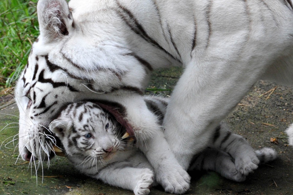 Сегодня белые тигры признаны достоянием индийской нации, а их потомки живут в национальных парках Великобритании, Америки, в Бристольском парке и частных зверинцах. Фото: JOCHEN LUEBKE/AFP/Getty 