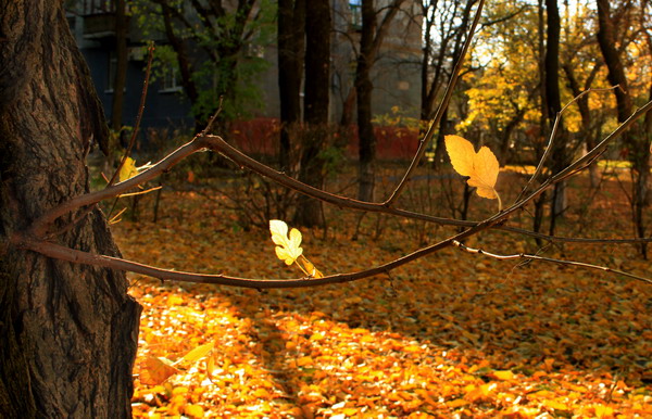 Здравствуй, госпожа Осень. Фото: Ирина Рудская/Великая Эпоха 