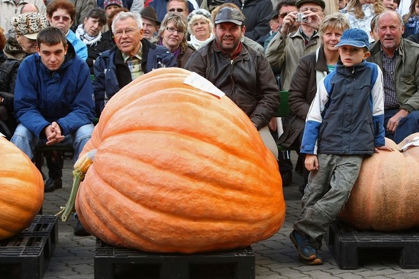 Фестиваль тыквы в Брэндоне, окраине Берлина. Фото: Sean Gallup/Getty Images