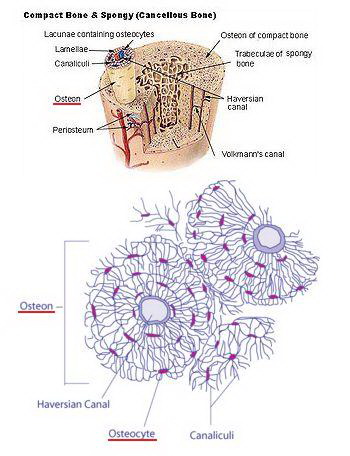 Пусть работают остеобласты!. Схематическое изображение кости и ее структурного элемента - остеона.Фото: http://dic.academic.ru/
