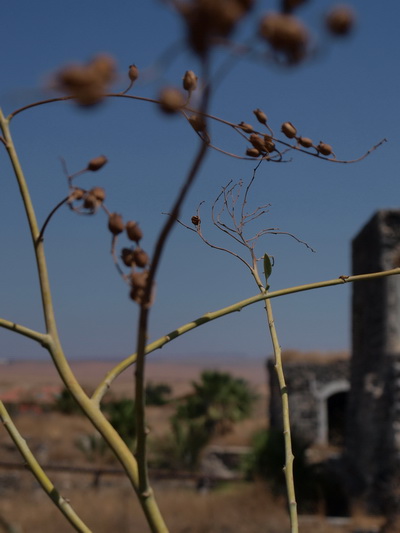 От Иерусалима до Афулы через Иорданскую долину. Бейт-Шаан. Фото: Хава Тор/The Epoch Times