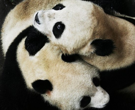 Фото: Самые редкие животные: Бамбуковый медведь - панда/Getty Images 