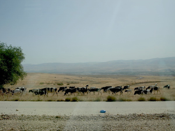 От Иерусалима до Афулы через Иорданскую долину. Иорданская долина. Фото: Хава Тор/The Epoch Times