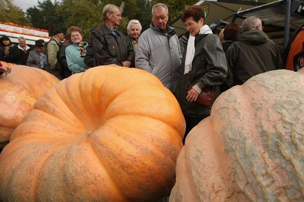 Фестиваль тыквы в Брэндоне, окраине Берлина. Фото: Sean Gallup/Getty Images