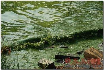 Озеро Тайху подверглось загрязнению сине-зелёными водорослями. Фото с epochtimes.com