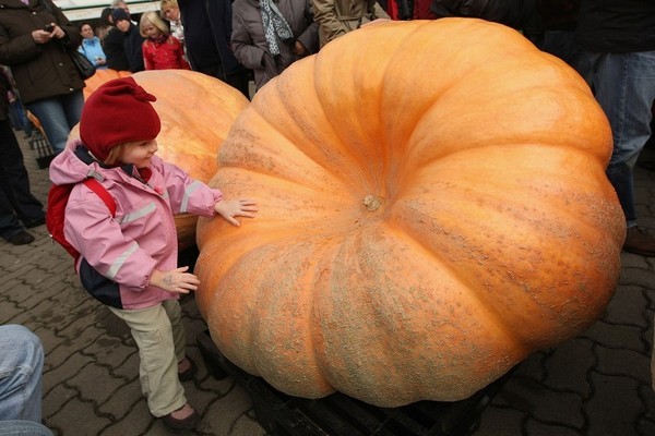 Фестиваль тыквы в Брэндоне, окраине Берлина. Фото: Sean Gallup/Getty Images