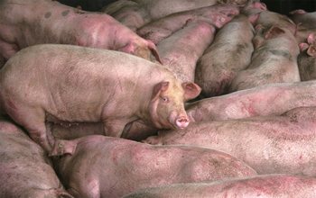 В городе Гуанчжоу возникла вспышка эпидемии ящура у свиней. Фото: Getty Images