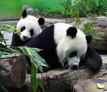 Фото: Самые редкие животные: Бамбуковый медведь - панда/Getty Images 
