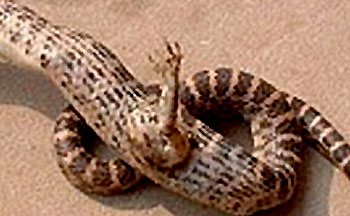 Змея с лапой. Фото с сайта pravda.ru