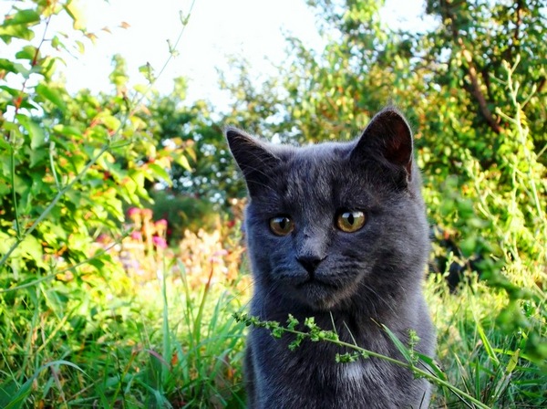 Загадочные кошки — одомашненные хищники. Фото: Светлана Анпилова/Великая Эпоха