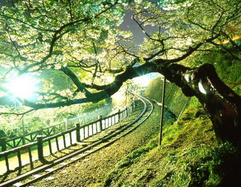 Величественный кипарис склоняется, как бы приветствуя посетителей, которые приезжают в древние леса Алишань. Фото с сайта theepochtimes.com