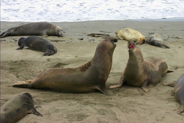 Тюлени в Антарктиде. Фото: Oceanfoxx/stockfreeimages.com