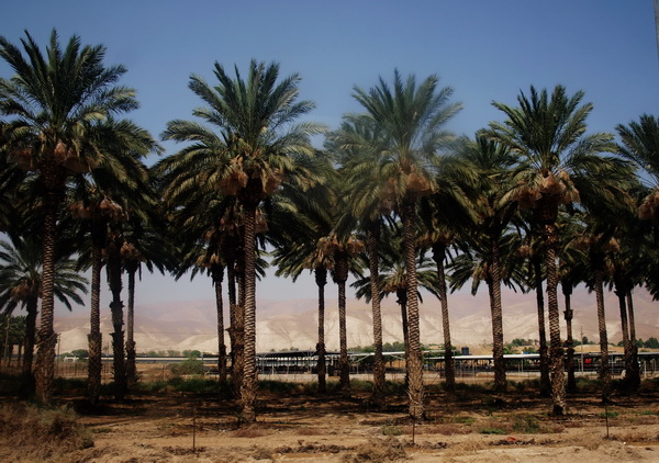 От Иерусалима до Афулы через Иорданскую долину. Иорданская долина, пальмовые рощи. Фото: Хава Тор/The Epoch Times