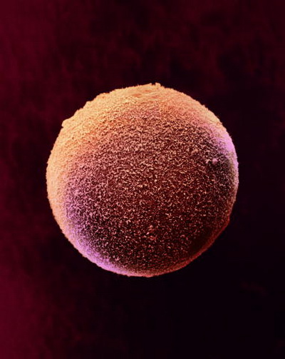 После овуляции яйцеклетка сохраняет свою жизнеспособность примерно в течение суток. Фото: Yorgos Nikas/Getty Images