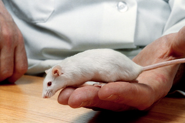 Лабораторная мышь. Фото: VIN CATANIA/AFP/Getty Images