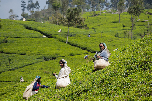 Работа на чайных плантациях. Фото: james_gordon_losangeles/Flickr