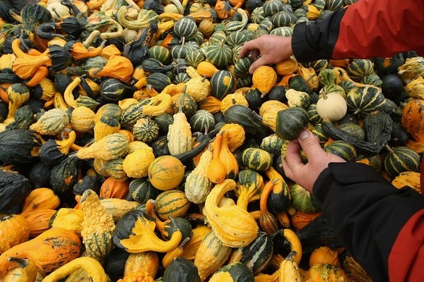 Фестиваль тыквы в Брэндоне, окраине Берлина. Фото: Sean Gallup/Getty Images