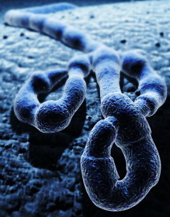 Вирус Эбола принадлежит к семейству Filoviridae (филовирусов) и имеет пять различных видов: Заир, Судан, Кот-д'Ивуар, Бундибуджио и Рестон. Фото: 3D4Medical.com/Getty Images