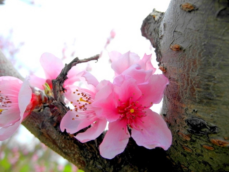 В Крыму цветут персики. Фото: Алла Лавриненко/Великая Эпоха 