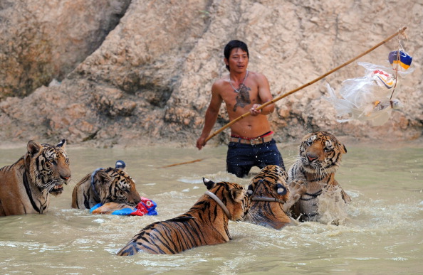 Волонтёр играет с тиграми в воде. Фото: PORNCHAI KITTIWONGSAKUL/AFP/Getty Images