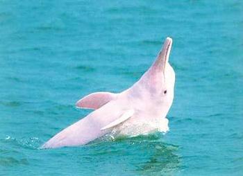 Китайский белый дельфин, практически полностью вымер в водах Янцзы. Фото с ycps.edu.hk
