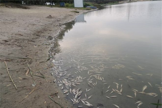Экоинспекция Харькова сообщила, почему массово умирала рыба. Фото: dozor.kharkov.ua