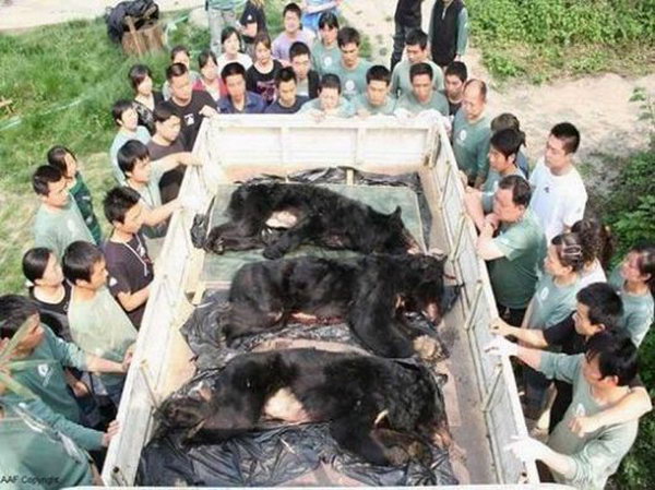 Многих спасённых медведей сотрудники «Фонда защиты животных в Азии» вынуждены усыплять. Фото: 360doc.com