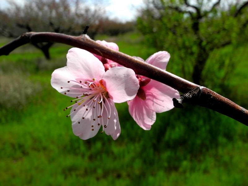 В Крыму цветут персики. Фото: Алла Лавриненко/Великая Эпоха 