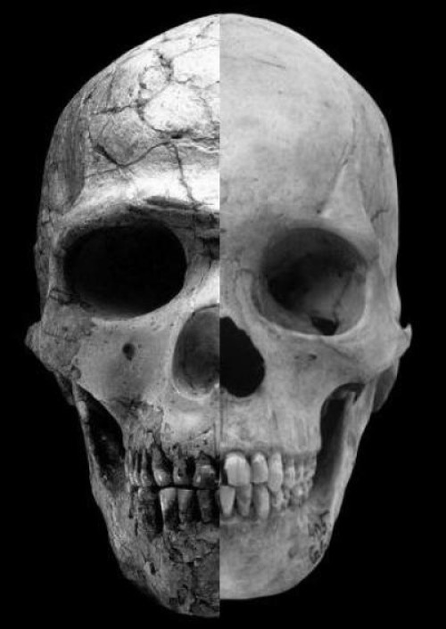 Сравнение черепа древнего человека и современного. Коллаж: Robert Cieri, University of Utah