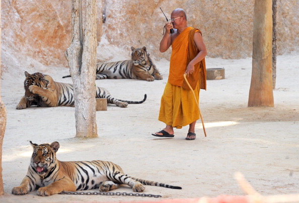 Храм тигров. Монах прогуливается с тиграми. Фото: PORNCHAI KITTIWONGSAKUL/AFP/Getty Images