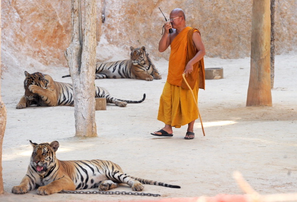 Храм тигров. Монах прогуливается с тиграми. Фото: PORNCHAI KITTIWONGSAKUL/AFP/Getty Images