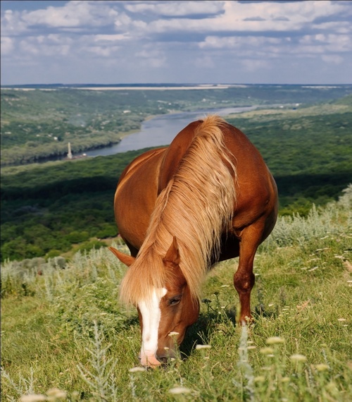 Лошадь — удивительное животное. Фото: Starush/stockfreeimages.com