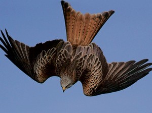 Особенные отличия: для красного коршуна характерны вилкообразый хвост красно-коричневого цвета сверху и светло-серая с черными штрихами голова. Фото: Alan Saunders