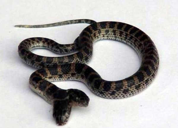 Змея с двумя головами. Фото: ЦАН
