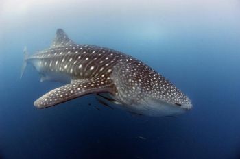 Предмет охоты: согласно Всемирной организации по охране окружающей среды (UNEP), китовая акула, самая крупная акула в мире, в настоящее время является мясным деликатесом. Scott Tuason/GETTY IMAGES