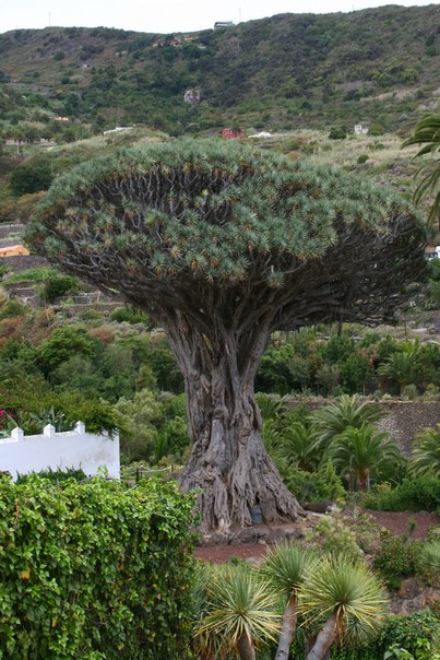 Драконовое дерево — говорят, что ему более 3000 лет. Фото: Анна Меркулова