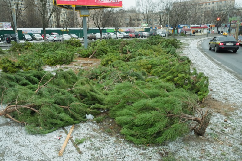 Тысячи нераспроданных ёлок оставляют валяться на улицах. Фото: Фёдор Треногов 