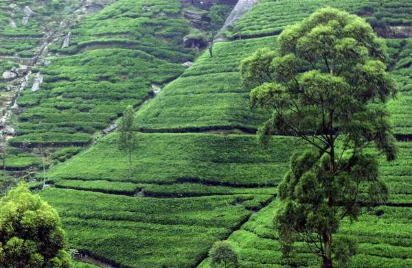 Чайная плантация в Шри-Ланке. Фото: ColbyOtero.com/flickr.com