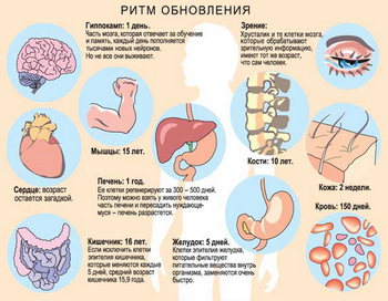 Старые клетки постепенно отмирают, их места занимают новые. Фото: www.cbio.ru