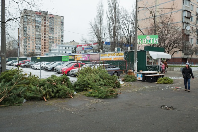 Тысячи нераспроданных ёлок оставляют валяться на улицах. Фото: Фёдор Треногов 