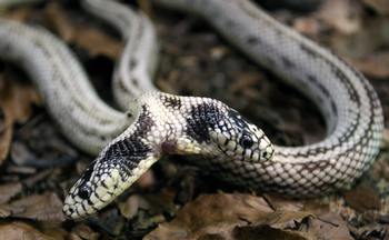 Змея с двумя головами. Фото: JOHANNA LEGUERRE/AFP/Getty Images