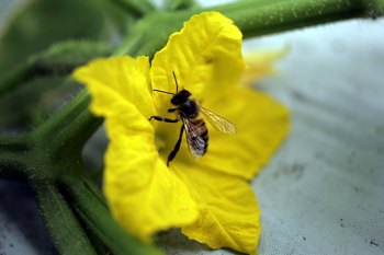 Народные средства от укусов насекомых не менее эффективны, чем медицинские препараты. Фото: Joe Raedle/Getty Images