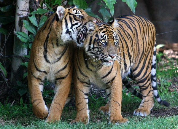 Китайские кинозвезды Лу Ий (Lu Yi) и Леи Bao (Bao Lei посетили Бенгальского тигра в парке «Сказочная страна» 11 февраля 2010 в Голд-Косте, Австралия. Фото: Bradley Kanaris/Getty Images