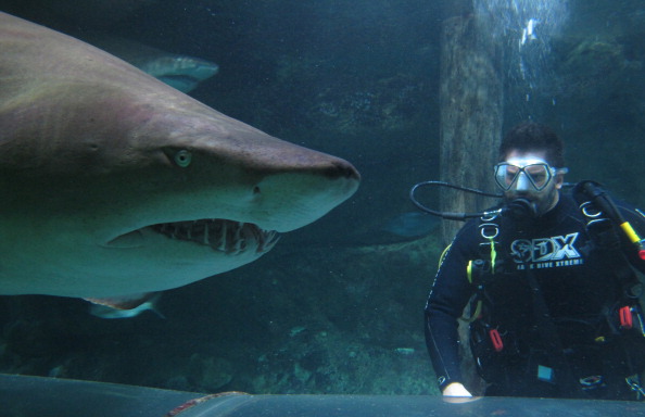 Фото: Manly SEA LIFE Sanctuary via Getty Images