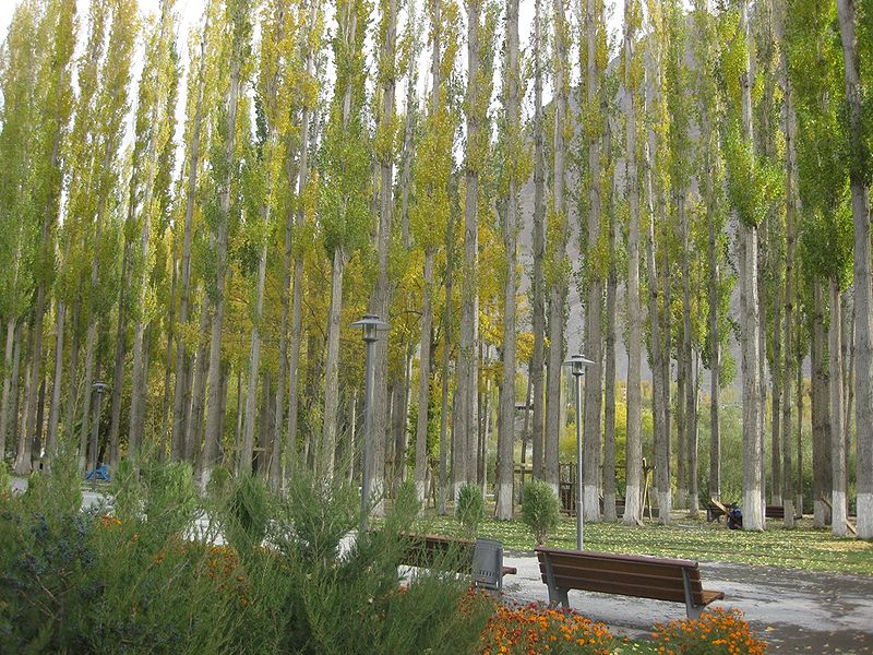 Тополя, посаженные в парке города Хорога в Таджикистане. Фото: Iftikhor / en.wikipedia.org