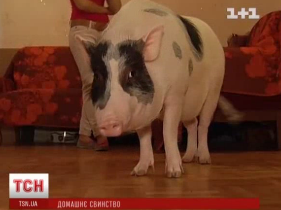 40-килограммовая свинья Нюша. Фото: tsn.ua